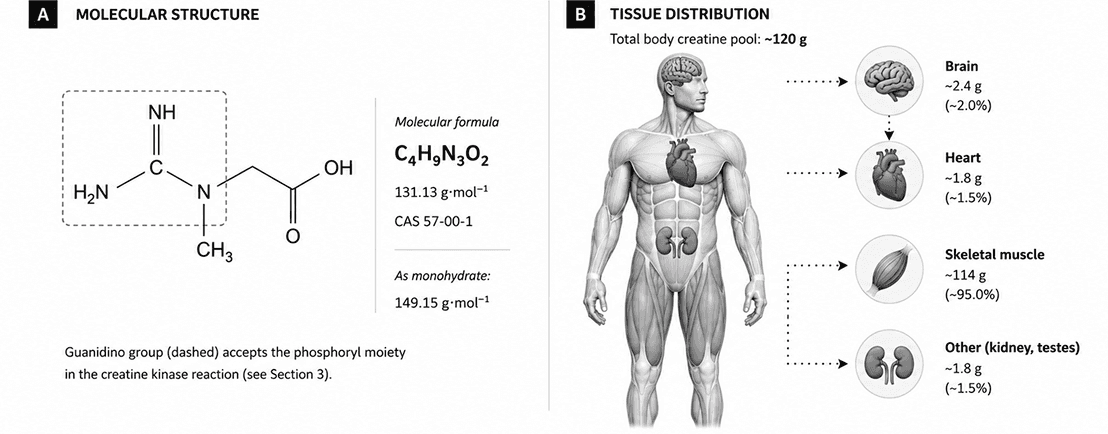 Structural identity and tissue distribution of creatine in a 70 kg adult.