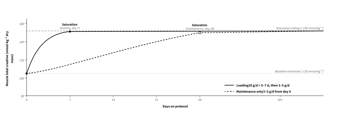 Figure 11. Creatine in women's health by reproductive life stage and evidence quality.