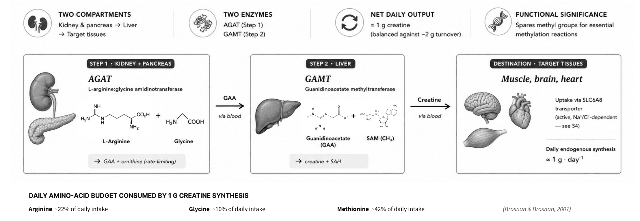 The endogenous creatine biosynthesis pathway.