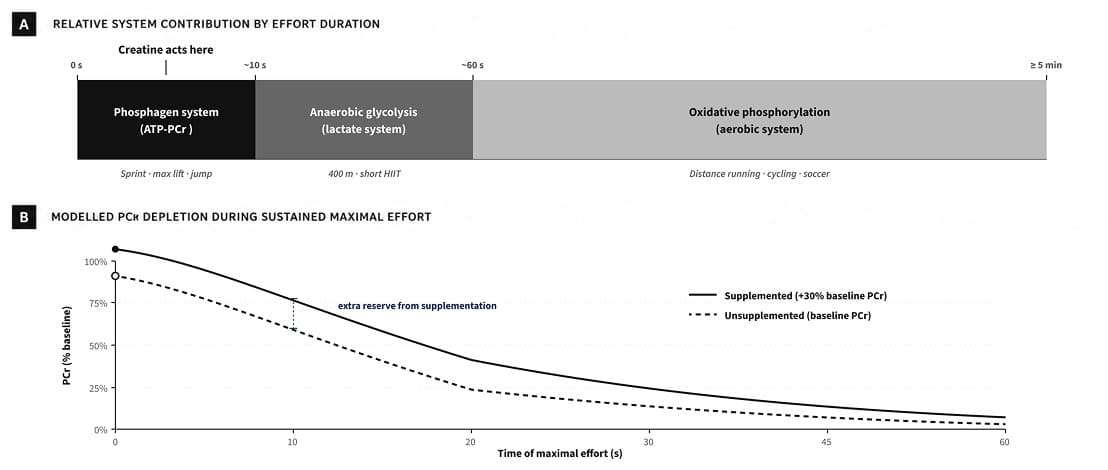 The endogenous creatine biosynthesis pathway