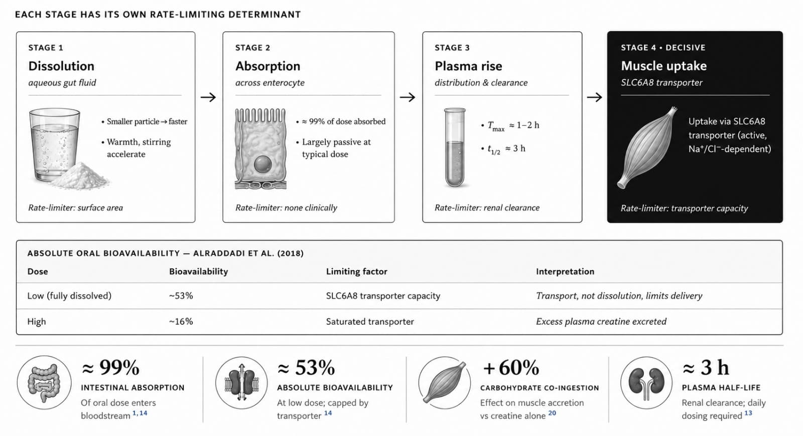 Four-stage pharmacokinetic flow of orally administered creatine and the role of the SLC6A8 transporter.