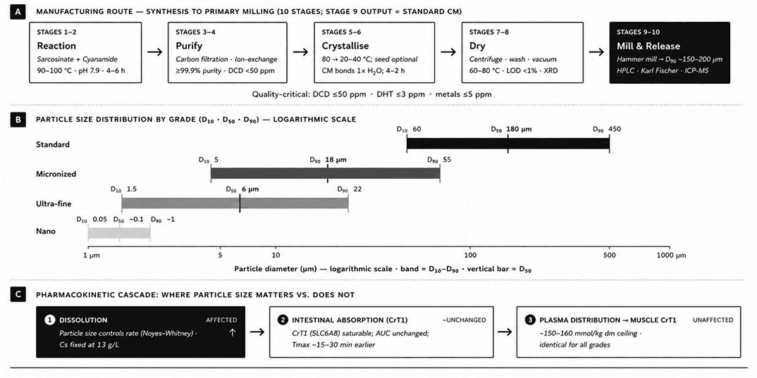 Manufacturing route, particle-size grade spectrum, and pharmacokinetic cascade.