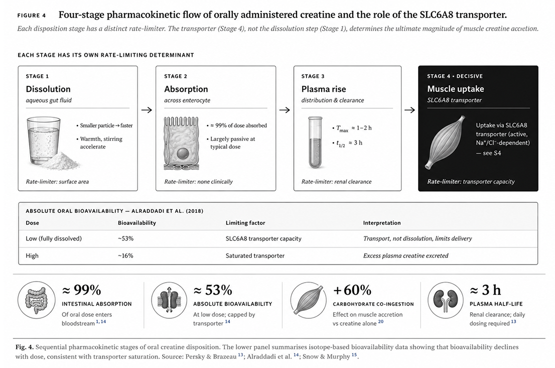 Figure 4: Four-stage pharmacokinetic flow of orally administered creatine