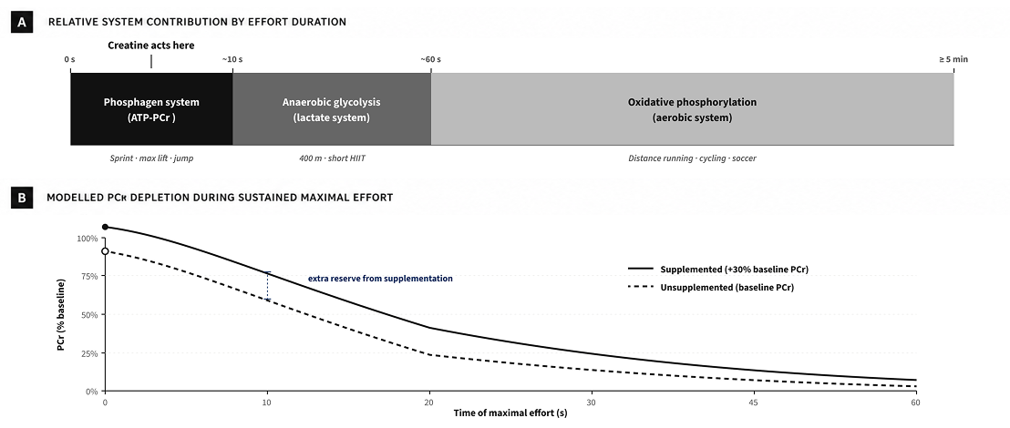 Bioenergetic systems and PCr depletion kinetics